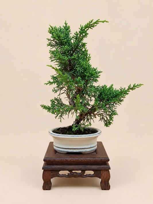 Juniperus chinensis 'Kyushu' - 7 éves fiatal kínai boróka bonsai