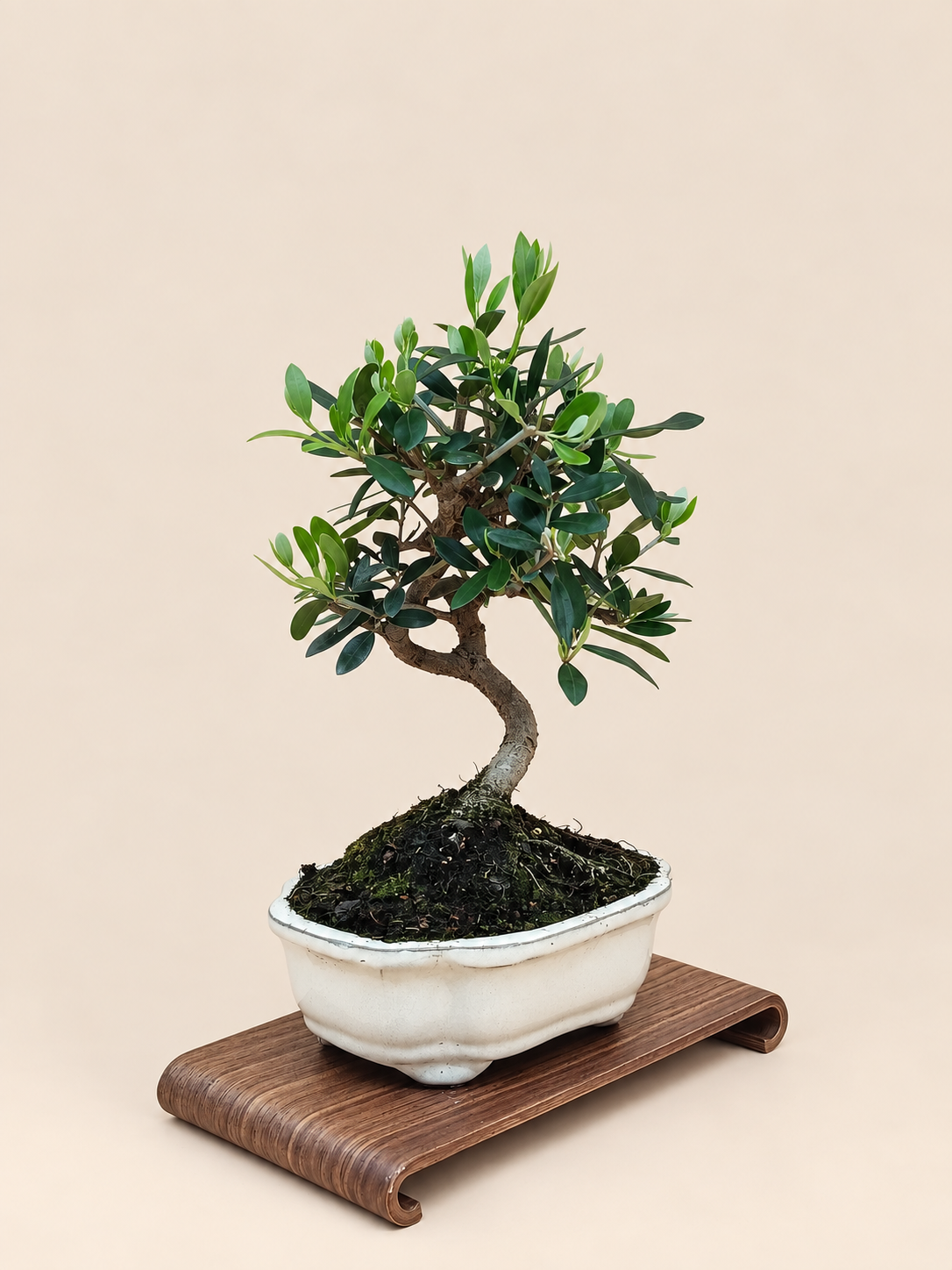 Olea europaea – 7 éves olajfa bonsai