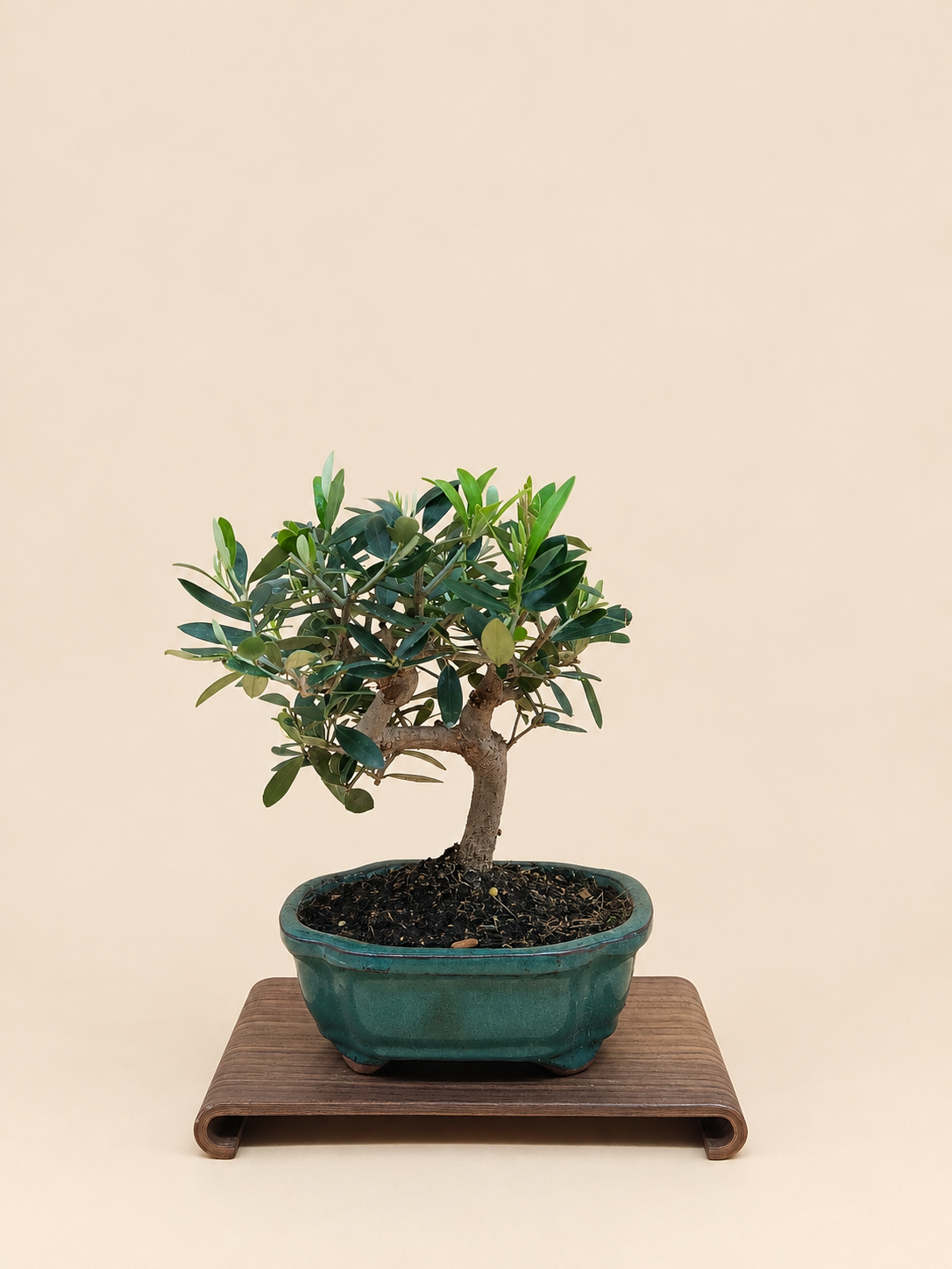 Olea europaea – 7 éves olajfa bonsai