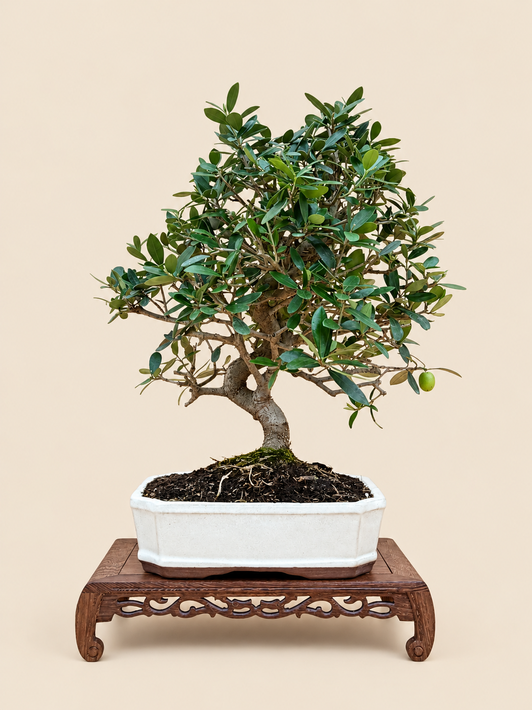 Olea europaea – 10 éves olajfa bonsai