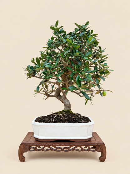 Olea europaea – 10 éves olajfa bonsai