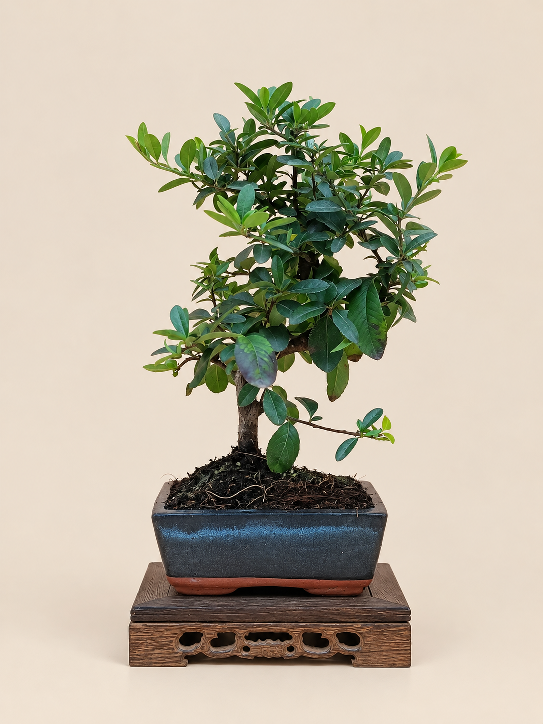 Pyracantha coccinea – 7 éves tűztövis bonsai