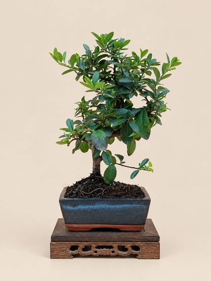 Pyracantha coccinea – 7 éves tűztövis bonsai
