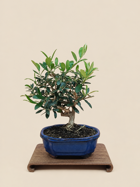 Olea europaea – 7 éves olajfa bonsai
