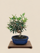 Olea europaea – 7 éves olajfa bonsai