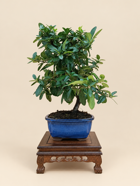 Pyracantha coccinea – 7 éves tűztövis bonsai