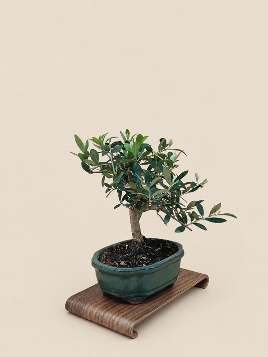 Olea europaea – 7 éves olajfa bonsai