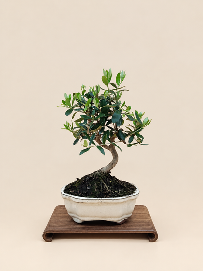 Olea europaea – 7 éves olajfa bonsai