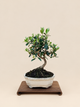 Olea europaea – 7 éves olajfa bonsai