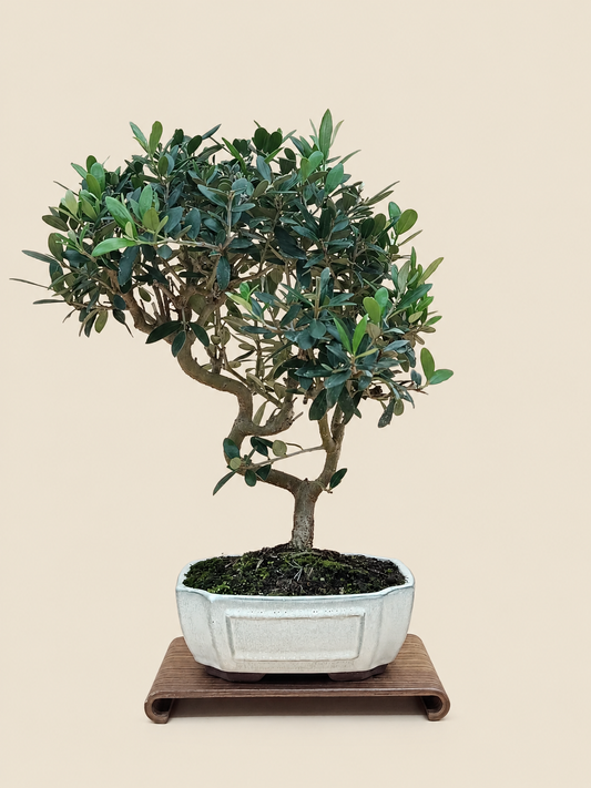 Olea europaea – 9 éves olajfa bonsai