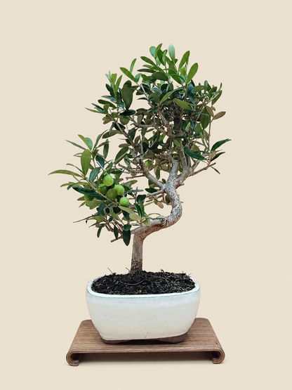 Olea europaea – 9 éves olajfa bonsai