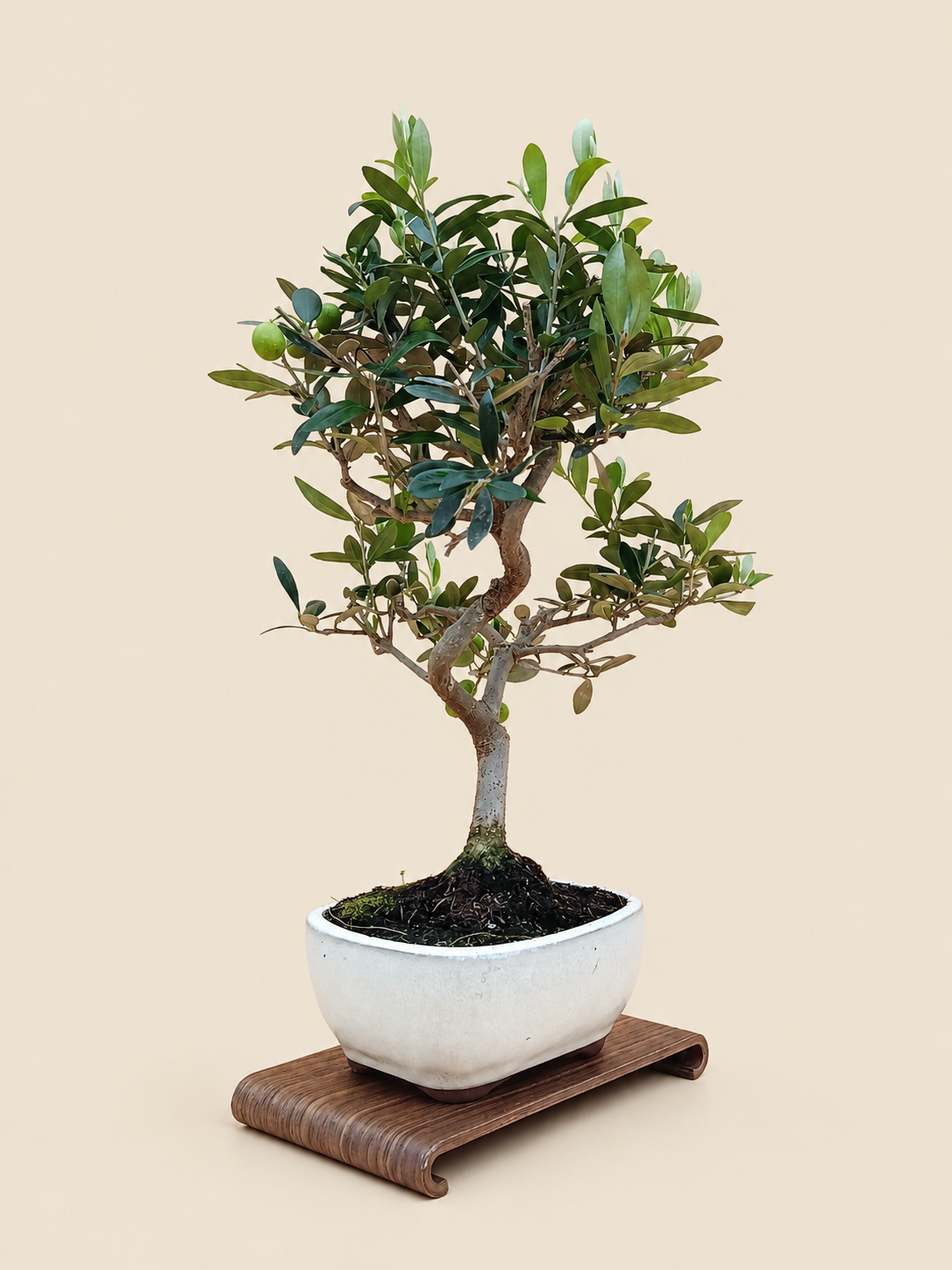 Olea europaea – 9 éves olajfa bonsai