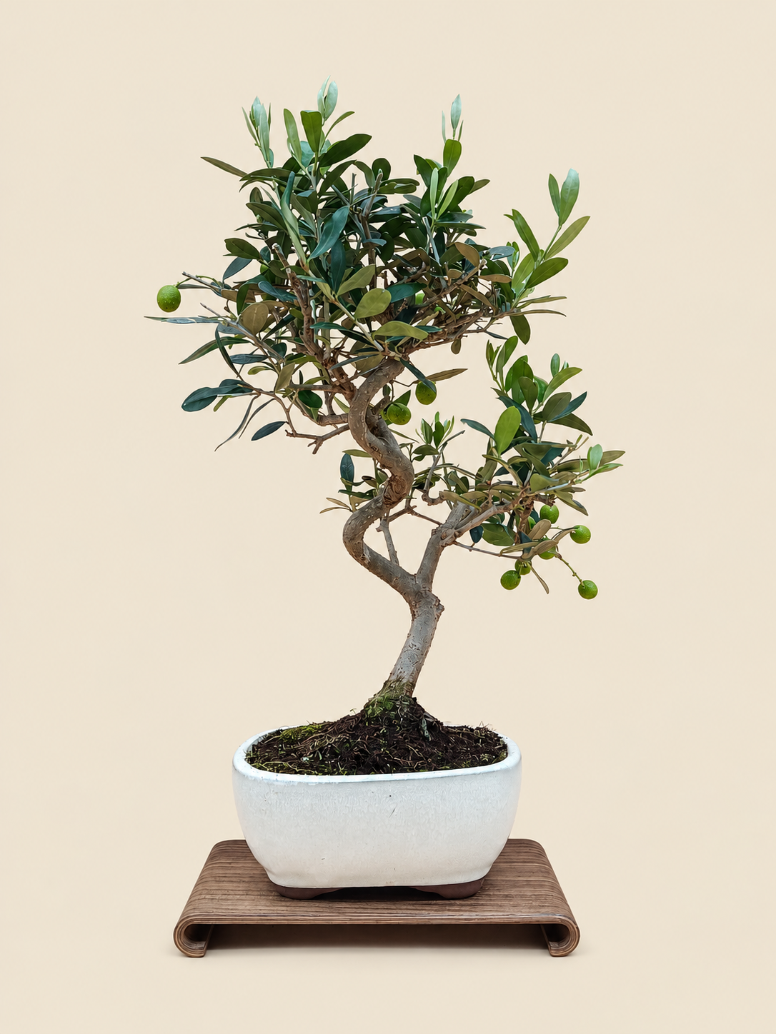 Olea europaea – 9 éves olajfa bonsai