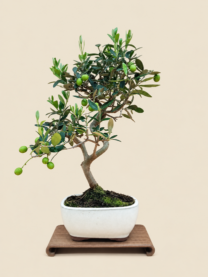 Olea europaea – 9 éves olajfa bonsai