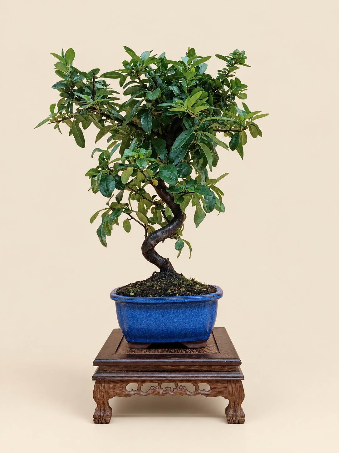 Pyracantha coccinea – 7 éves tűztövis bonsai