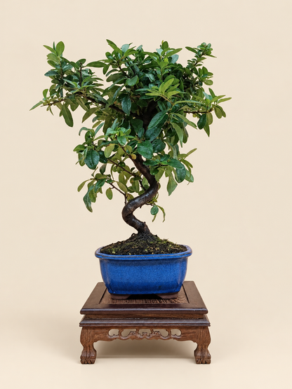 Pyracantha coccinea – 7 éves tűztövis bonsai