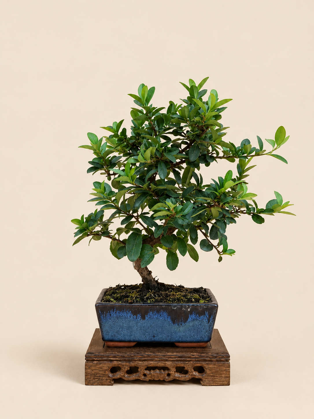 Pyracantha coccinea – 7 éves tűztövis bonsai
